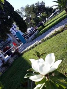 uma flor branca na relva ao lado de um parque em Apartments STAR with Pool em Biograd na Moru