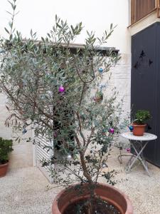 Zahrada ubytování A casa di Rio + 26 fotografií