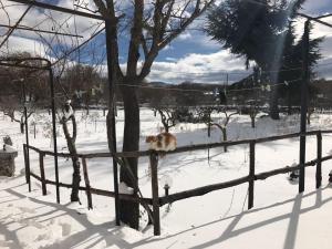 Etna, salvia e rosmarino during the winter
