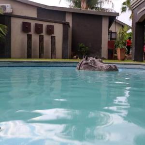 a statue of a hippopotamus in a swimming pool at AFRICAN DREAMS GUESTHOUSE in Okahandja +12 photos