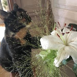 Eine Katze, die neben einer Blumenvase sitzt in der Unterkunft Chambre d'hôtes L'intemporelle in Saint-Cyprien