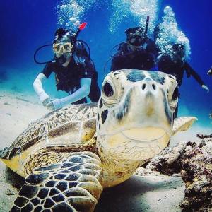 a green sea turtle and two people in the water at Chalé Recanto dos Anjos Arraial do Cabo in Arraial do Cabo