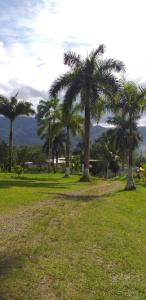 a group of palm trees in a grass field at Paraiso Inn in Satipo