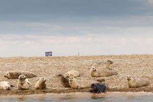 a group of seals laying on the beach at Blakeney House in Blakeney