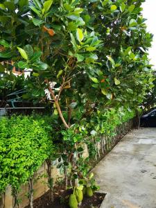 Un árbol con muchas frutas verdes. en Sab Suwarn Mansion en Suphan Buri