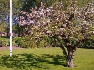 un árbol con flores rosas en un campo en 8 person holiday home in LERUM, en Lerum