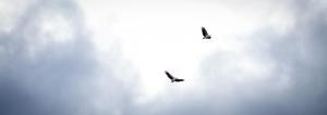 莫鲁亚The Seabird的相册照片