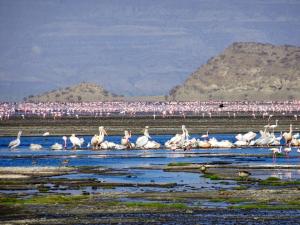 MtowabagaにあるAfrica Safari Lake Natronのギャラリーの写真