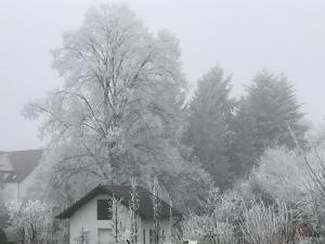 a tree is covered in snow in front of a house at Ferienwohnungen BECKENDORF Schiller in Losheim