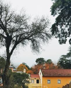 a yellow house with a tree in the foreground at The Five House in Sintra