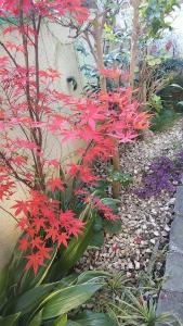 un jardín con flores rojas y plantas en Thank you so muchya Eikando en Kioto