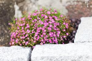 a bunch of pink flowers on a stone wall at Villa Luna in Sassnitz