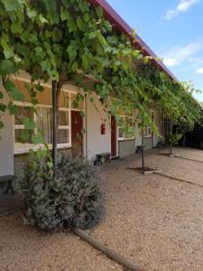 un arbre devant un bâtiment dans l'établissement Glossop Motel, à Winkie