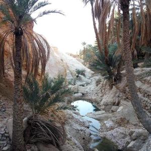 a small pool of water in a desert with palm trees at Résidence Loued in Tozeur