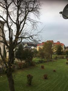 un árbol en un campo con edificios en el fondo en Apartment Elfi, en Leibnitz