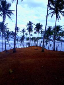 a group of palm trees on a beach with the ocean at Margosa Guesthouse in Mirissa