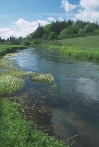 
a river with a stream running through it at Enderupskov Camping & Cottages in Gram
