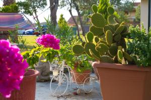 A garden outside Sand and Sea