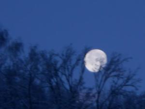 Una luna llena en el cielo detrás de un árbol en Agriturismo La Casa Nei Boschi en Colderù