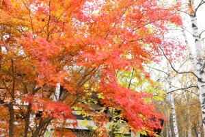 Un jardín fuera de Konashi No Yu Sasaya