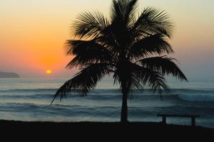 uma palmeira na praia com um banco em Recanto Jubarte (Massaguaçu Caraguatatuba - SP) em Caraguatatuba