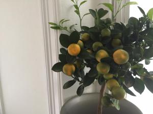 a green vase with a plant in it at Linné Hostel in Gothenburg