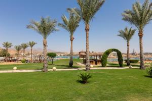a group of palm trees in a park at Xperience St. George Sharm El Sheikh in Sharm El Sheikh