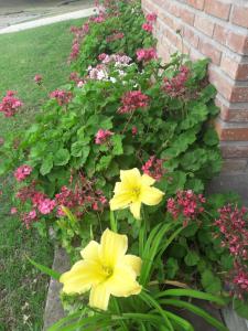 a flower bed with yellow flowers and pink flowers at Lo de Charly in Sierra de la Ventana