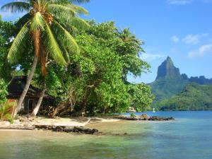 a beach with a palm tree and a mountain at Robinson's Cove Villas in Papetoai +36 photos