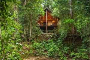 a house in the woods in the jungle at The Canopy Rainforest Treehouses & Wildlife Sanctuary in Tarzali +26 photos