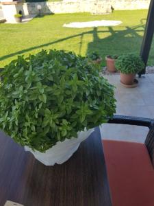 Zahrada ubytování Kriopigi Paradise
