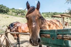 Zwei braune Pferde stehen hinter einem Zaun in der Unterkunft Agriturismo Goccia di Luna in Umbertide