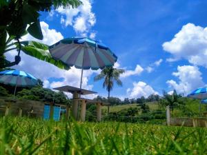 three umbrellas in the grass with a blue sky at Escondidinho da Serra in Serra Negra +11 photos