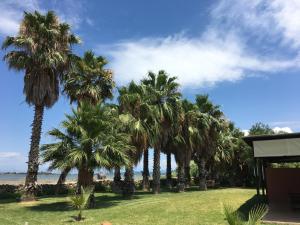 una fila de palmeras en un césped cerca de la playa en Villagio, en Lefkada