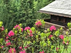 une brousse avec des fleurs roses devant une cabine dans l'établissement Baita Toè, à Canazei