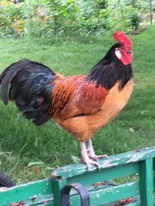 Afbeelding uit fotogalerij van Warmoes tuinderswoning in Nijmegen
