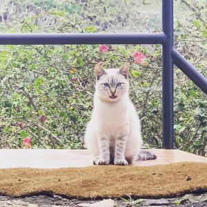 a gray and white cat sitting on a step at Casita Pedro González in Erese