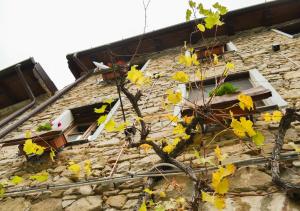 un edificio in pietra con finestre e un albero con foglie gialle di Il Cappellaio Matto a Montalto Ligure