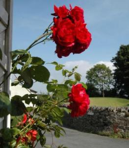 eine Gruppe roter Rosen auf einer Pflanze in der Unterkunft Inglenook Cottage in Grange Over Sands