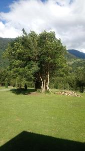 Ein Baum mitten auf einem grünen Feld in der Unterkunft Cabaña Río Cochamó in Cochamó