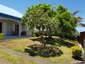 un árbol en un patio delante de una casa en Location saisonnière Les Hirondelles - Manapany, en Saint-Joseph