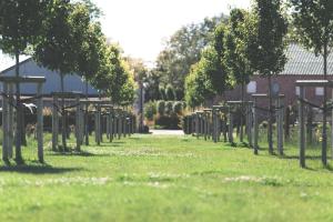 a row of trees in a field of grass at B&B Nieuwhof in Gistel