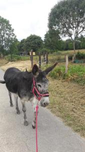 een ezel aan de lijn die over een weg loopt bij Gîtes La Vicomterie in Ver