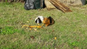 een hond en een paard in het gras bij Gîtes La Vicomterie in Ver
