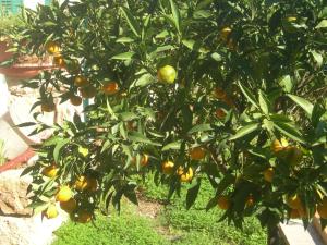 モーディカにあるModica Garden Resortのオレンジの木