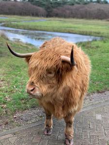 una vaca marrón con cuernos de pie en un camino de ladrillo en Casa TX21, en Den Burg