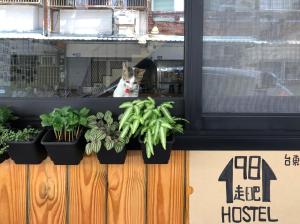 a cat is looking out of a window with plants at 1981 Hostel in Taitung City