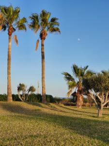 un grupo de palmeras en un parque en APARTMENT AYOUB -for families only- en Nador