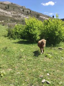 Un petit poney se promenant dans un champ d'herbe dans l'établissement Hotel Rural Pantano de Burgomillodo, à Burgomillodo