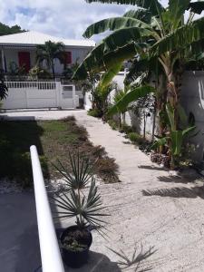a driveway with palm trees and a white fence at CARIB'PALMA in Sainte-Anne